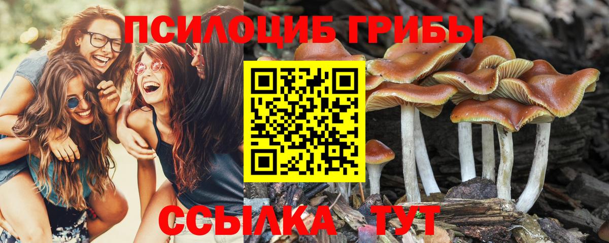 Псилоцибиновые грибы Psilocybine cubensis Донецк